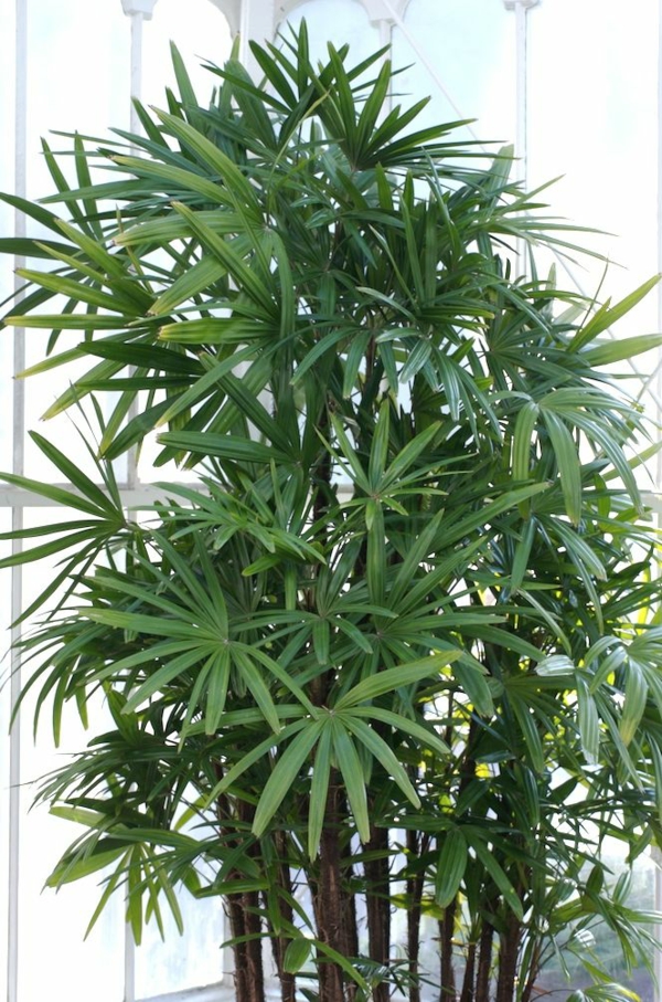 palmenarten zimmerpflanzen rhapis excelsa lady palm