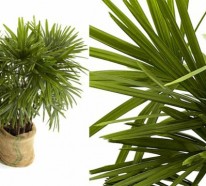 Palmenarten Zimmerpflanzen – Rhapis excelsa gehört zu den beliebtesten Zimmerpalmen