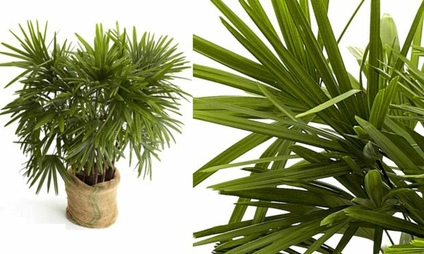 palmenarten zimmerpflanzen rhapis excelsa steckenpalme grünpflanzen