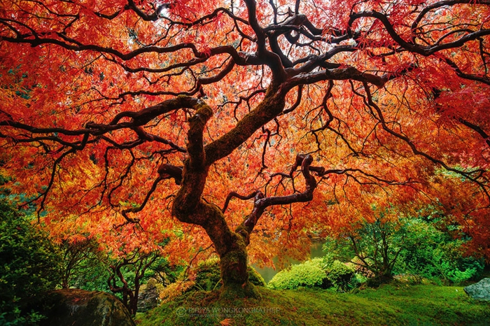 landschaftsbilder saisonende herbst rot farbgestaltung