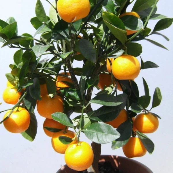 zimmerpflanzen bilder citrus baum topfpflanze