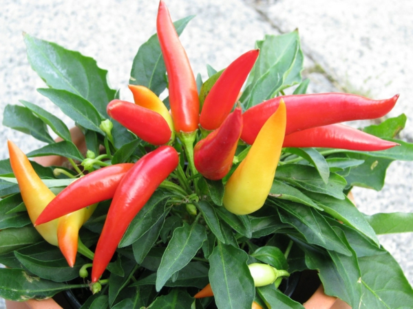 zimmerpflanzen bilder kräutergarten paprika topfpflanze