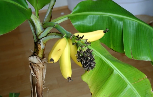 zimmerpflanzen bilder zimmerpalmen palmenarten bananen