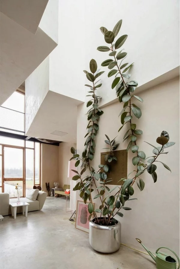 zimmerbaum beliebteste zimmerpflanzen topfpflanzen gummibaum wohnzimmer