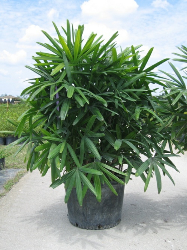 zimmerpalmen arten rhapis excelsa lady palm palmenarten zimmerpflanzen