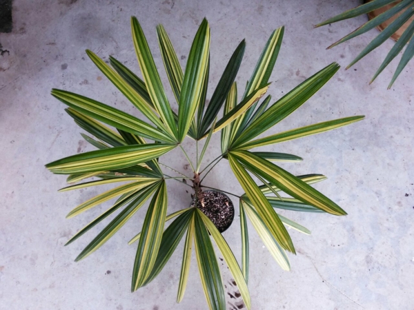 zimmerpalmen palmenarten zimmergrünpflanzen rhapis excelsa lady palm