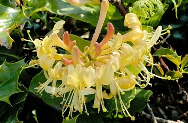 Jasmin blumen Pflanze arten blüten gelb