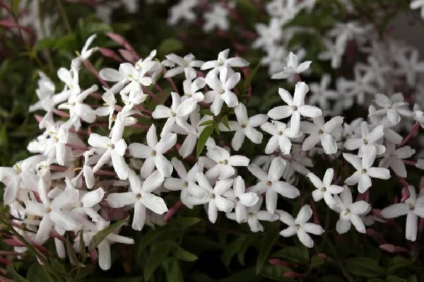 Jasmin natur Pflanze blumen weiß