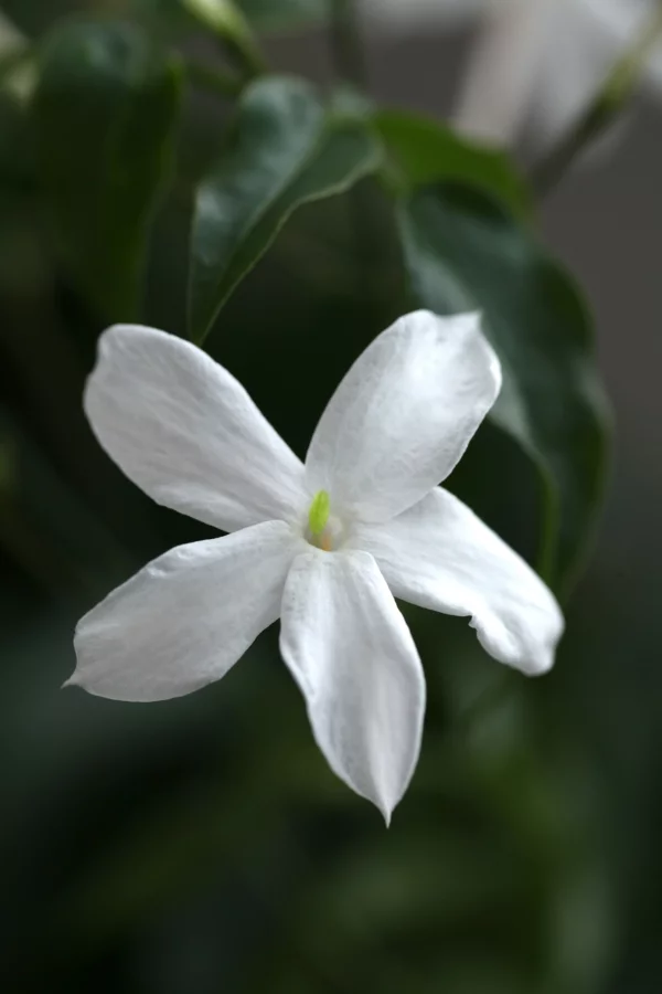 Jasmin Pflanze blüte weiß arten