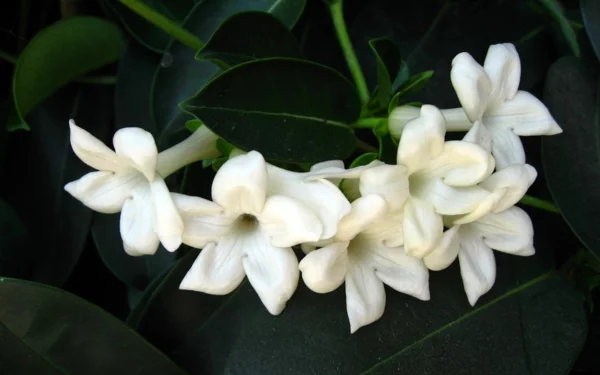 Jasmin Pflanze blüten farben weiß