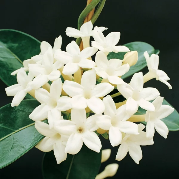 Jasmin Pflanze weich angenehm aroma