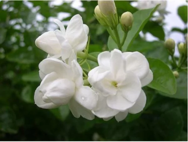 Pflanze Jasmin  weiß blüten 