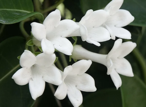 Jasmin Pflanze weiß blüten schön