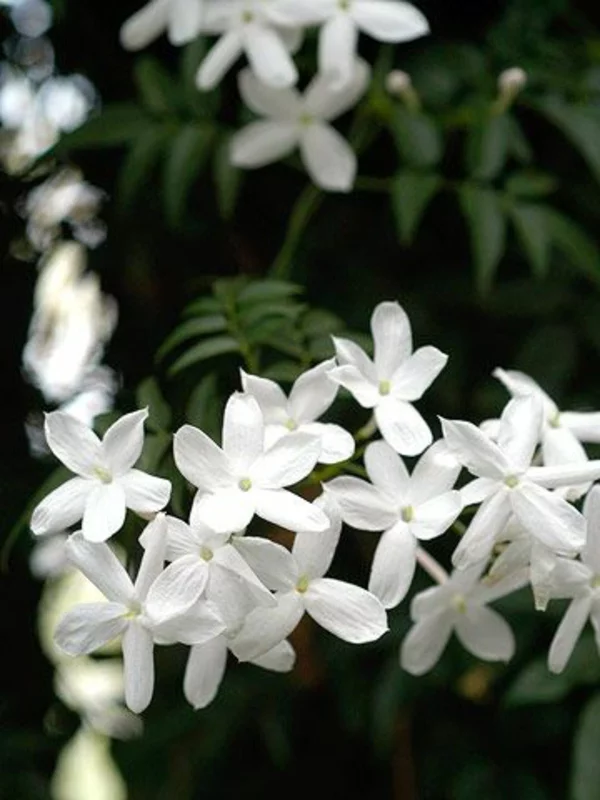 Jasmin grün arten Pflanze weiß blüten