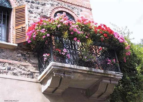 balkon bepflanzen balkonpflanzen pink rosa