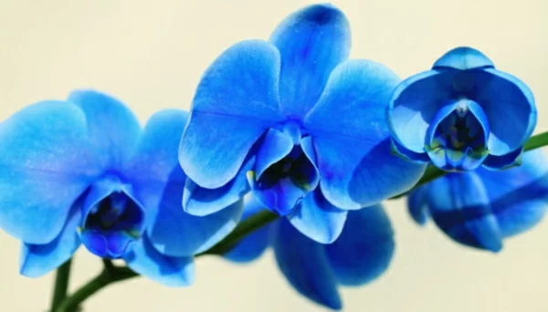 blühende zimmerpflanzen topfpflanze orchidee blau