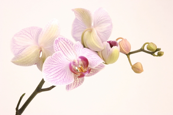 blühende zimmerpflanzen topfpflanze orchidee