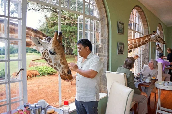 giraffe hotel schön weltweit märchenhaft natur