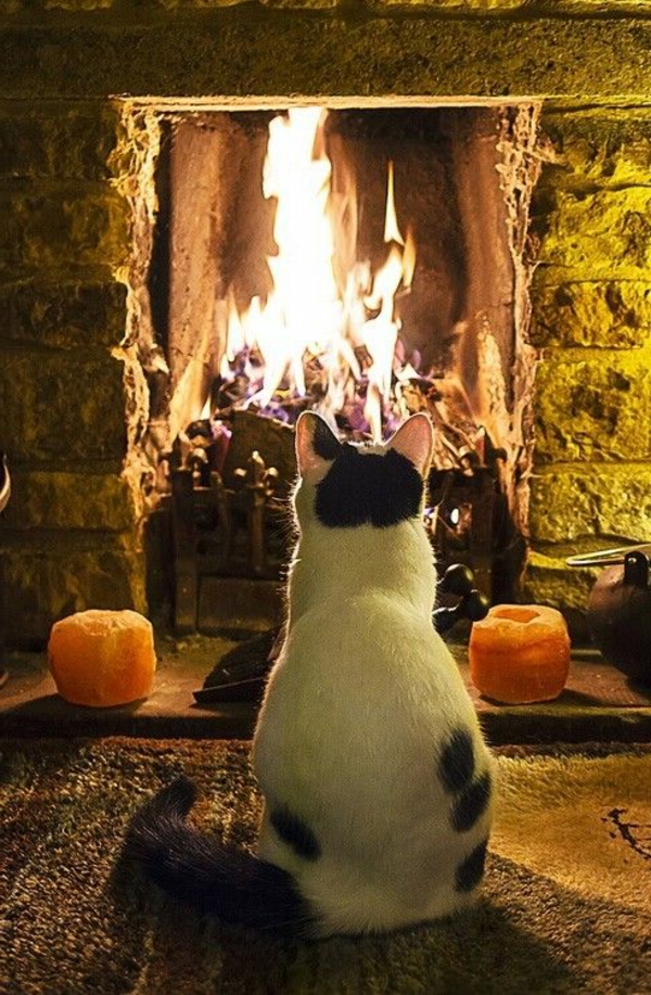 Offene Kamine im Wohnraum Pro und Contra Argumente