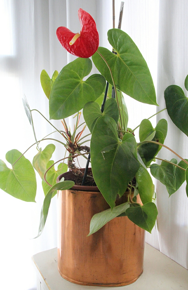 topfpflanzen blühend zimmerpflanzen Anthurium