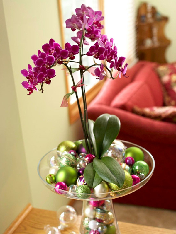 topfpflanzen zimmerpflanzen blühend orchidee weihnachtsdeko