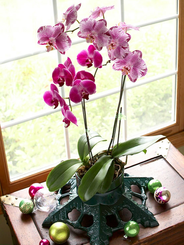 topfpflanzen zimmerpflanzen blühend orchidee