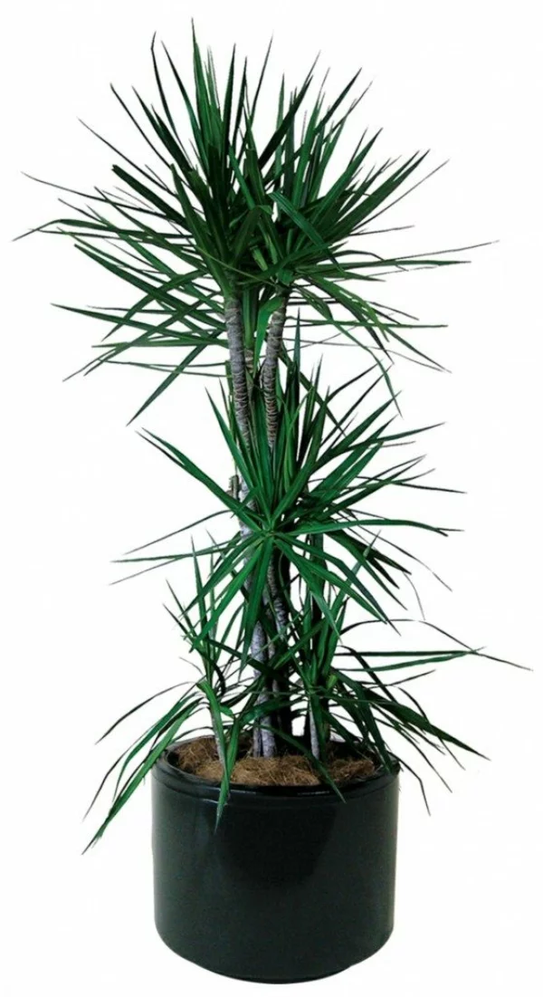 zimmerpalmen arten palmenarten robuste zimmerpflanzen