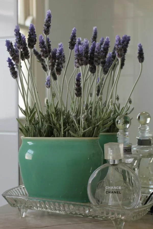 zimmerpflanzen arten lavendel topfpflanze deko ideen