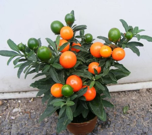 zimmerpflanzen arten topfpflanzen citrusbaum climentinen