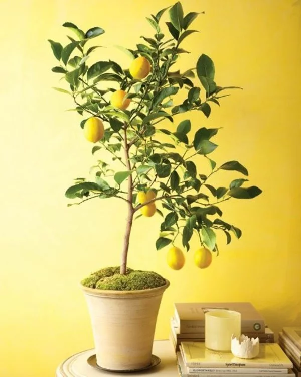 zimmerpflanzen arten topfpflanzen citrusbaum zitronenbaum