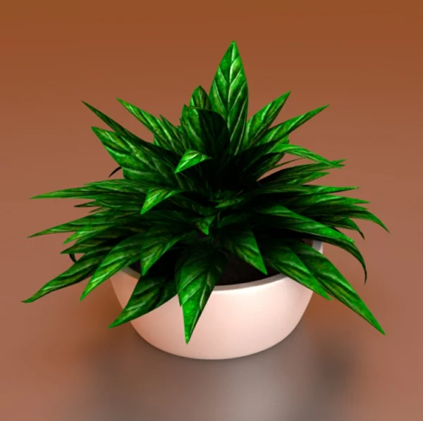 zimmerpflanzen die wenig licht brauchen virtuell