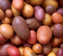 Die Kartoffelpflanze – einfache und schnelle Kartoffel Rezepte