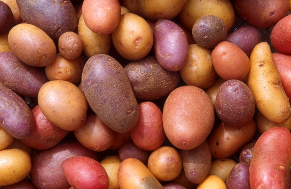 Kartoffeln pflanzen kartoffelanbau rot süß