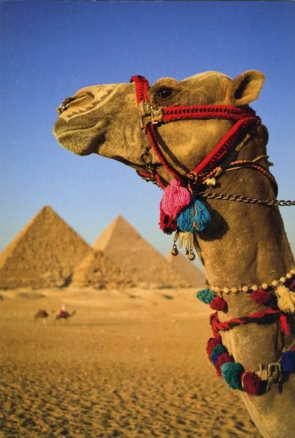 Reise kamele Ägypten urlaub bilder