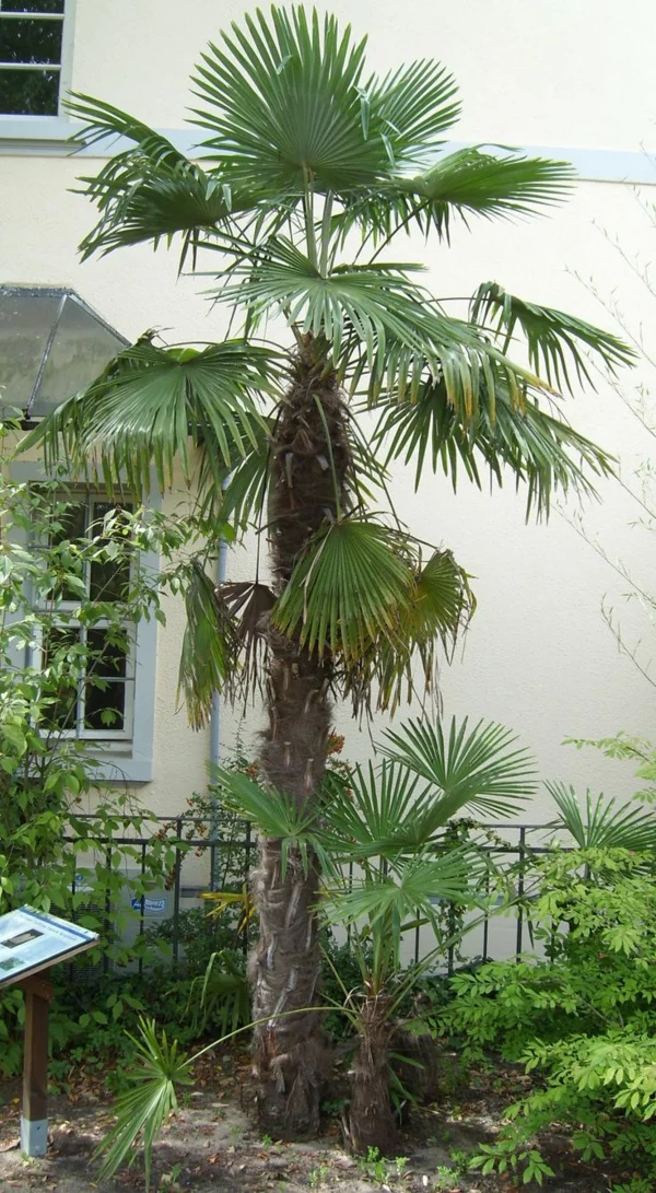 chinesische hanf palme im garten palmen winterhart