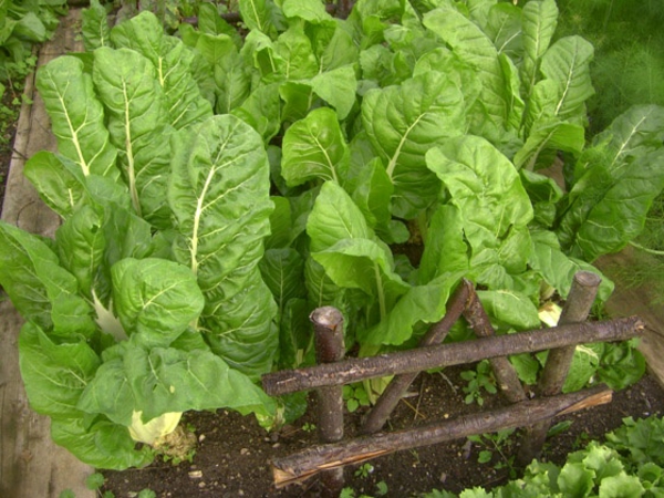 gemüse und wintergarten pflanzen frisches salat