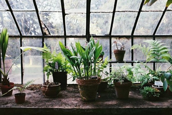 gemüse und wintergarten pflanzen gartenhaus aus glas