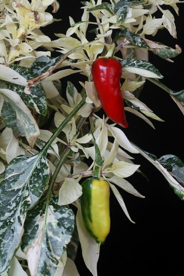 gemüse wintergarten bauen bio produkte paprika