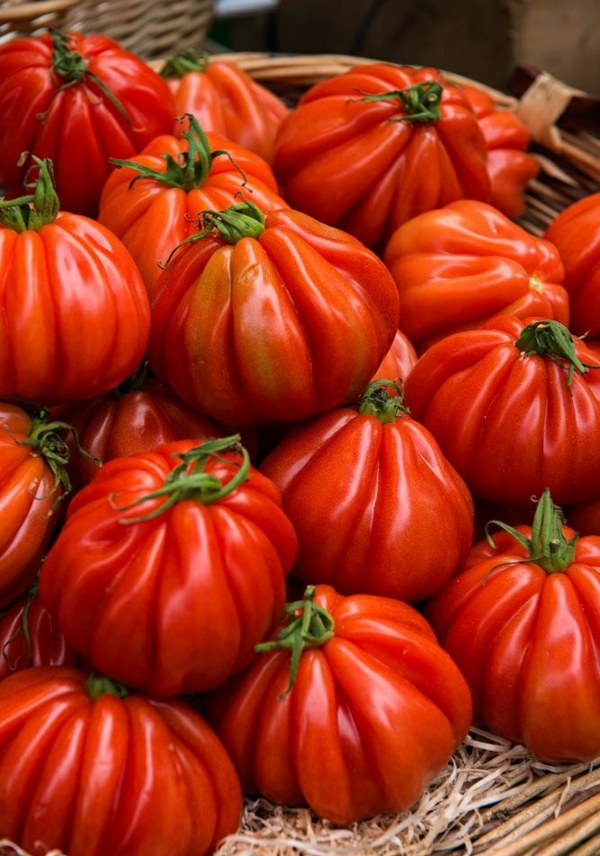 gemüse wintergarten bauen bio produkte tomaten
