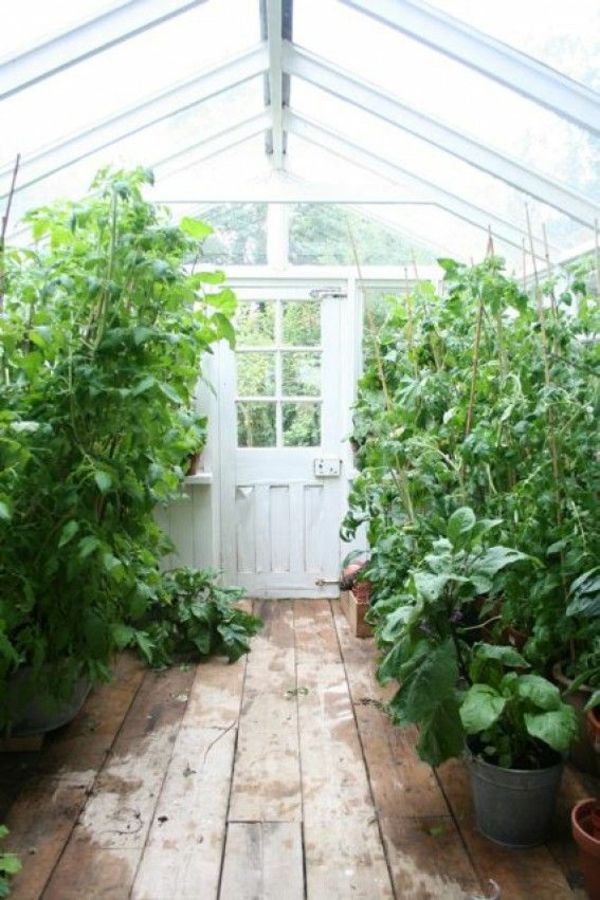 gemüse wintergarten gestalten altes gartenhaus bepflanzen tomaten