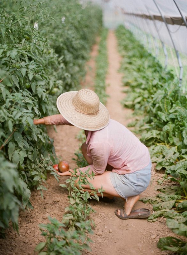gemüse wintergarten selbst bauen bio produkte tomaten