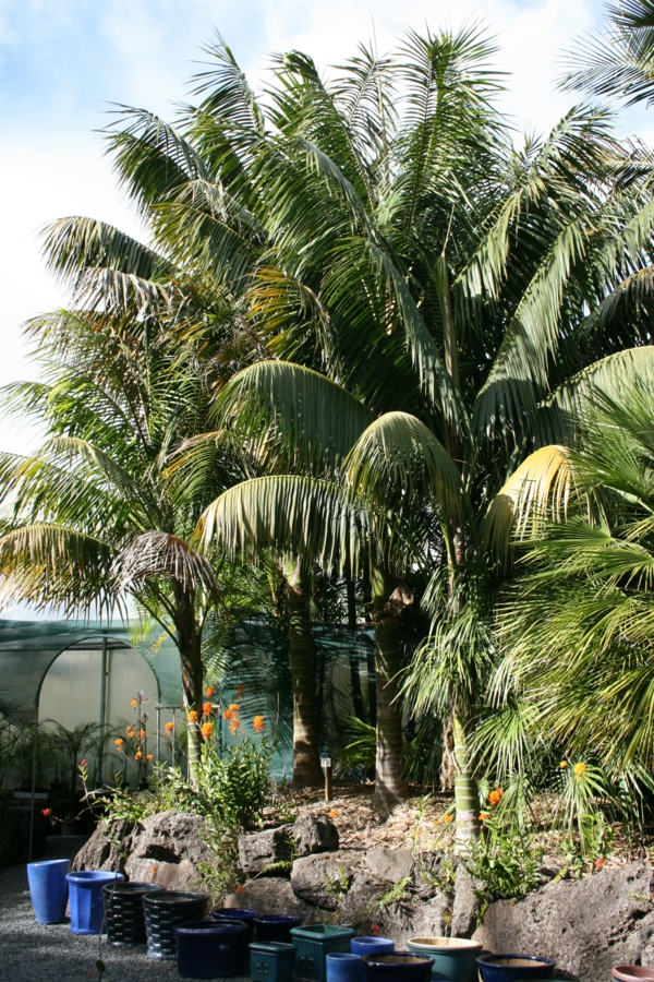 kentia-palme aloe vera