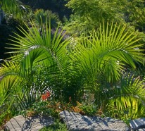 Kentia-Palme – exotisch und populär für Innen und Außen