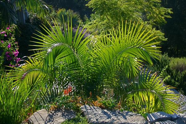 kentia-palme exotisch natur