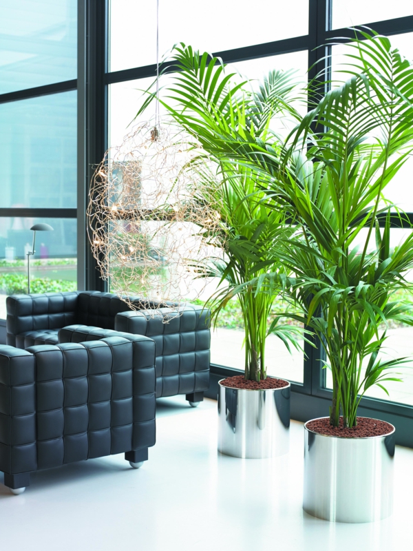 kentia-palme hotel lobby