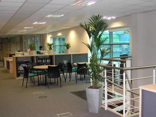 kentia-palme office pflanzen