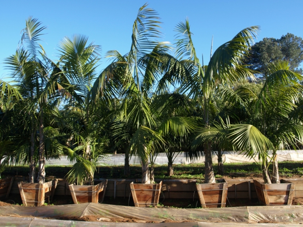 kentia-palme sonne holzbehälter