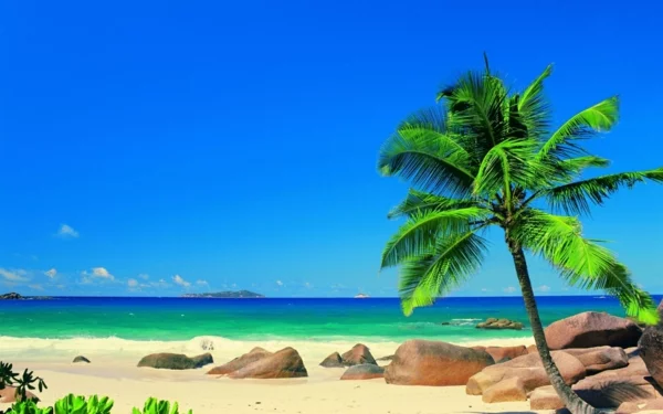 kentia-palme strand sand steine