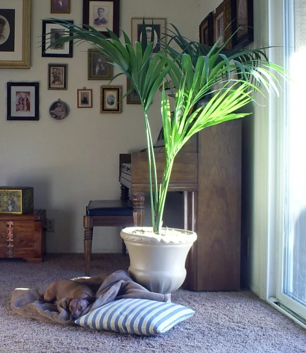 kentia-palme wohnzimmer hund