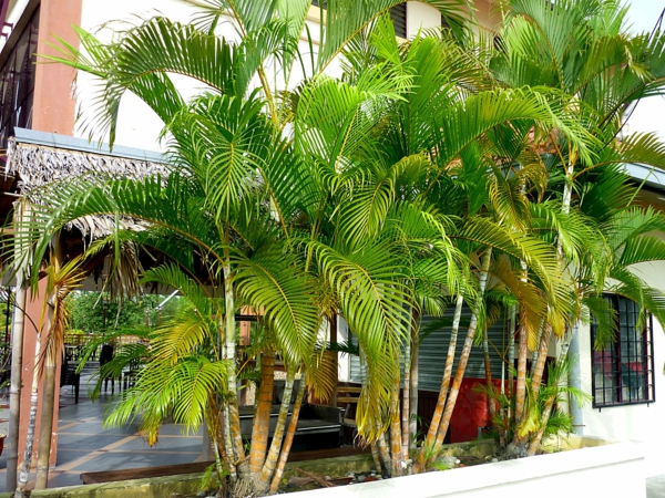 palmenarten goldfruchtpalme palme pflege riesengroß